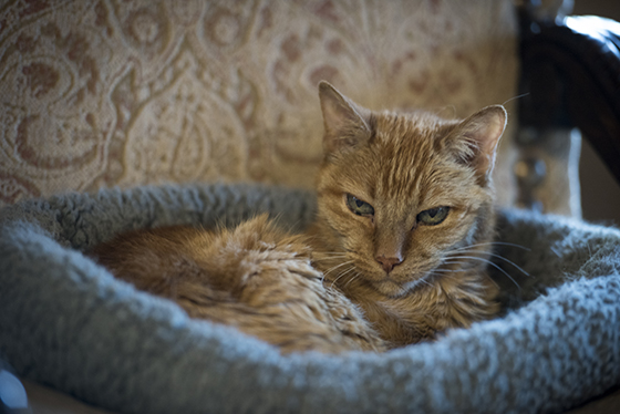 Fred's Cat