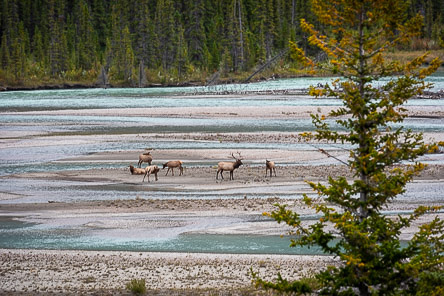 Elk