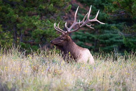 Elk in Wildflowers