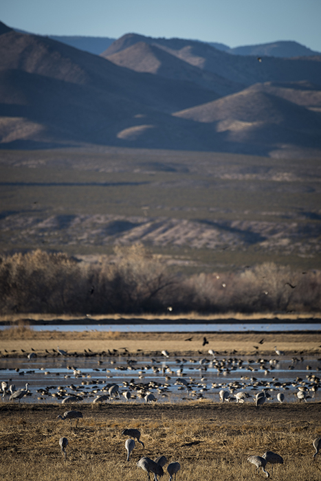 Bosque del Apache NWR NM