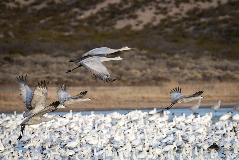 Bosque del Apache Sandhill Cranes (Wildlife)