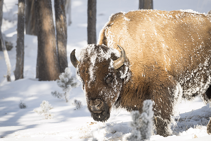 Yellowstone Bison