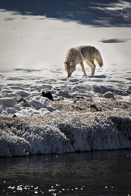Yellowstone Coyote