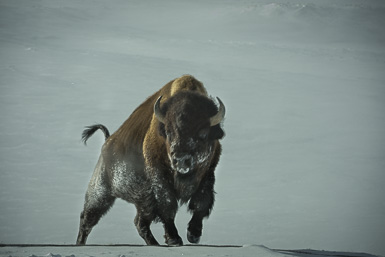 Bison Charging or Discarging?