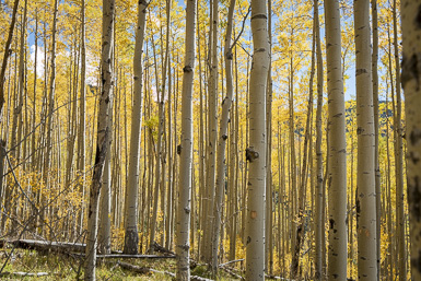Santa Fe Fall