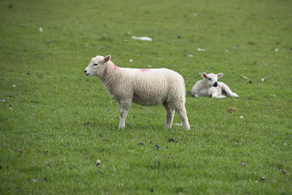 Irish Sheep