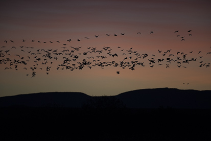 Bosque Del Apache