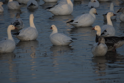 Snow Geese